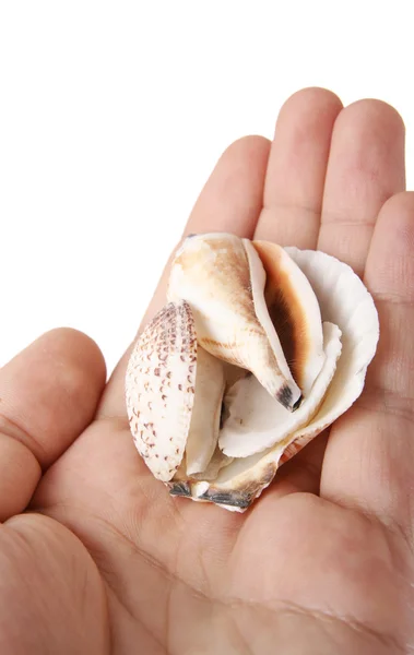 Shells in a man hand. — Stock Photo, Image