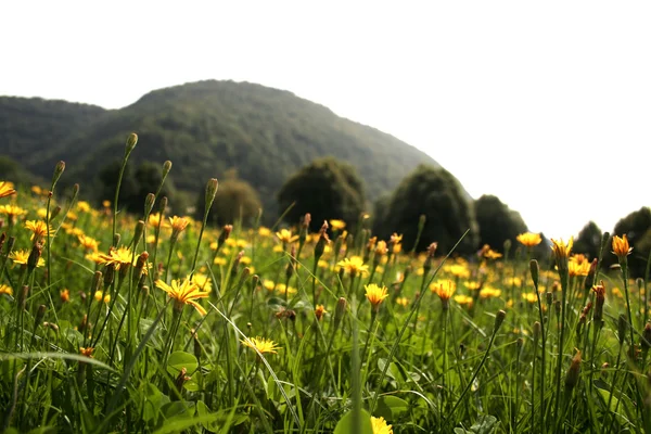 Blommor landskap — Stockfoto