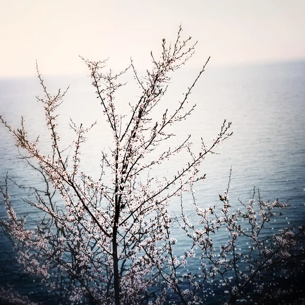 Çiçekli ağaç — Stok fotoğraf