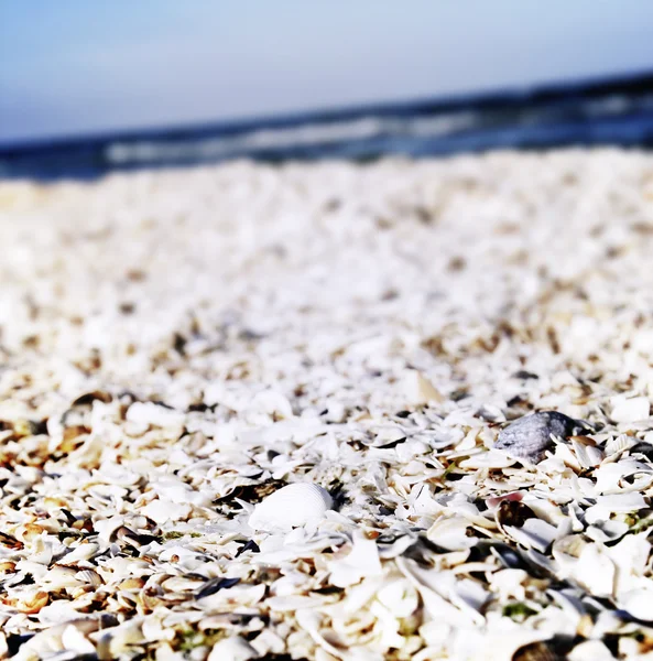 Areia e conchas na praia — Fotografia de Stock