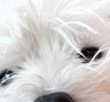 Batı highland terrier