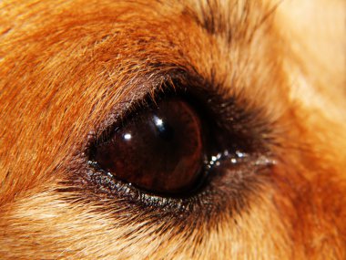 Dog EYE - macro clipart