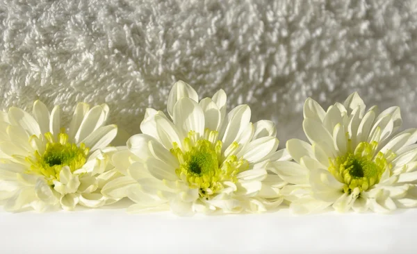 bir havlu üzerinde güzel bir beyaz çiçek