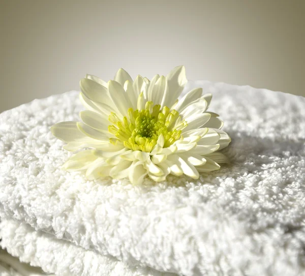 Bir havlu üzerinde güzel bir beyaz çiçek — Stok fotoğraf