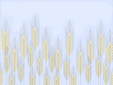 buğday tarlası
