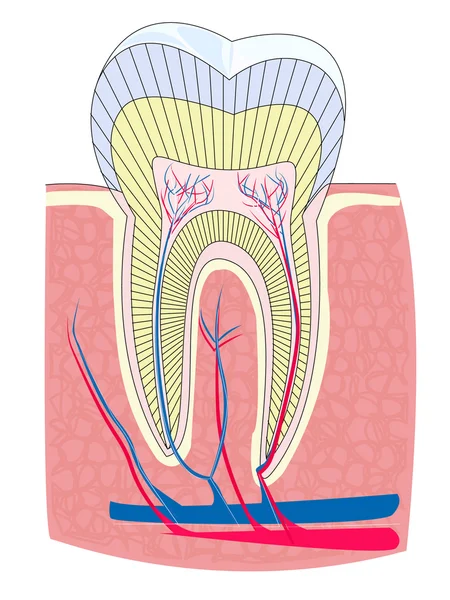 Зуб — стоковый вектор