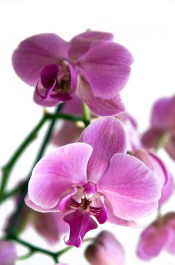 Mor orkide phalaenopsis