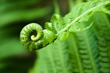 Young fern leaf clipart