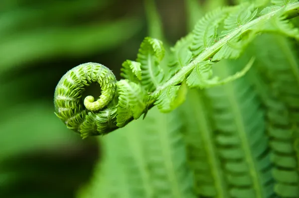 Young fern leaf — Stock Photo, Image