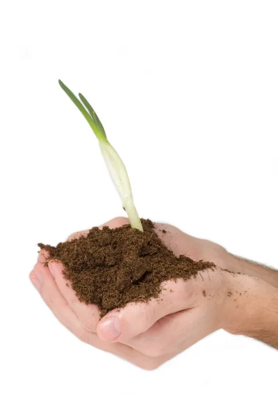Hands holding the plant — Stock Photo, Image
