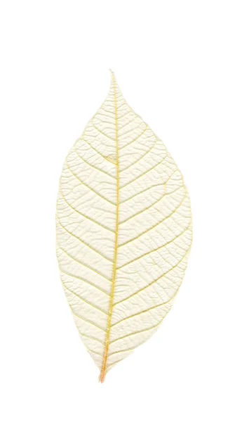 Leaf with veins — Stock Photo, Image