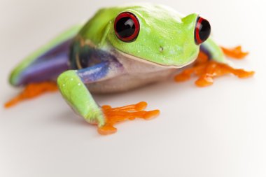 Tree frog clipart