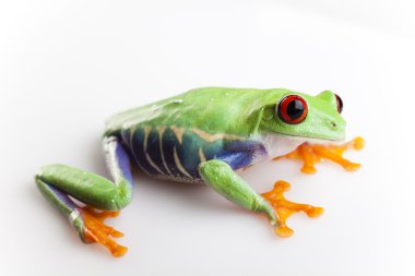 Green frog clipart