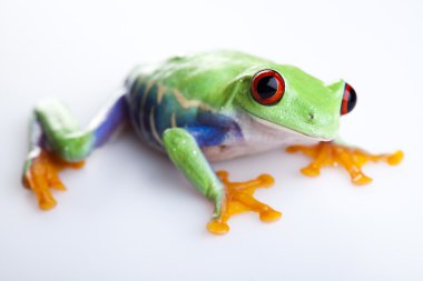 Green frog clipart