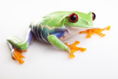 Red eyed tree frog clipart