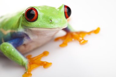 Red eye frog clipart