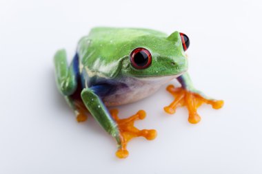 Green frog clipart