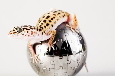 küçük gecko sürüngen kertenkele