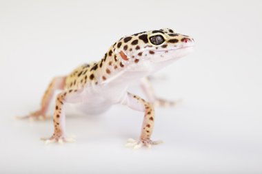 Genç leopar gecko beyaz bir arka plan