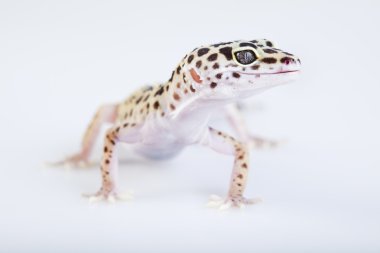 Genç leopar gecko beyaz bir arka plan