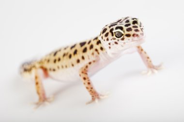 Genç leopar gecko beyaz bir arka plan