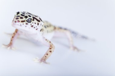 küçük gecko sürüngen kertenkele