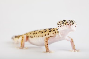 Genç leopar gecko beyaz bir arka plan