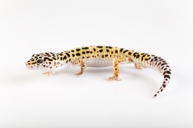 Genç leopar gecko beyaz bir arka plan