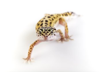 Gecko sürüngen