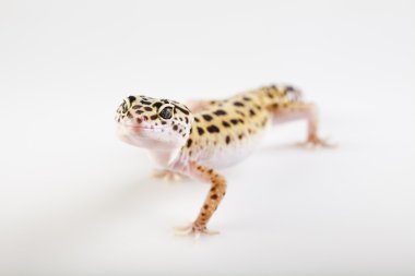 Genç leopar gecko beyaz bir arka plan