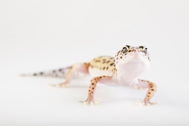 Genç leopar gecko beyaz bir arka plan