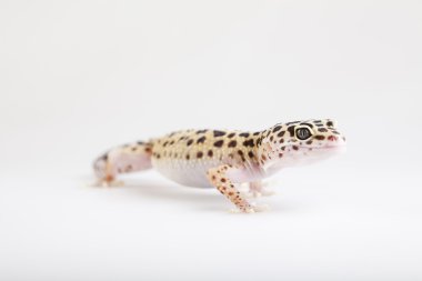 Gecko sürüngen