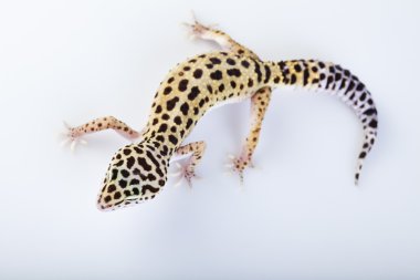 Gecko sürüngen