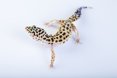 Gecko sürüngen