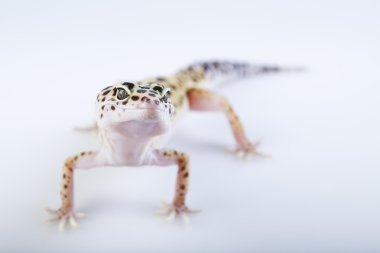 Gecko