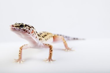 Gecko