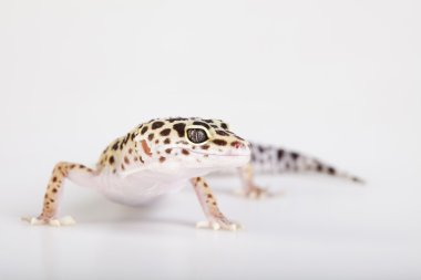 Gecko sürüngen