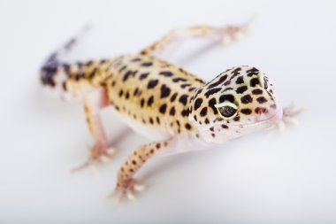 Gecko sürüngen