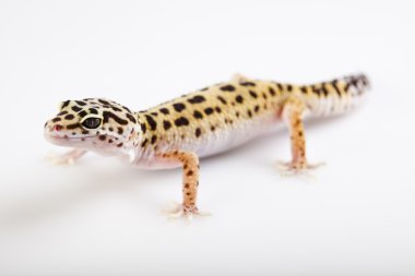 Gecko sürüngen