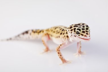 Gecko sürüngen