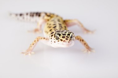 Gecko sürüngen