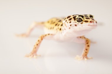 Gecko sürüngen