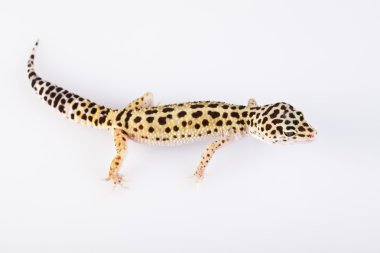 küçük gecko sürüngen kertenkele