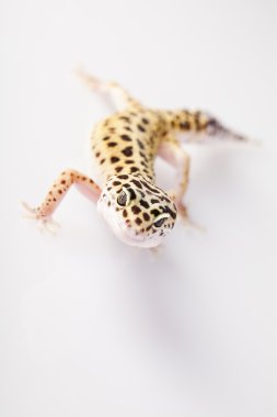 küçük gecko sürüngen kertenkele