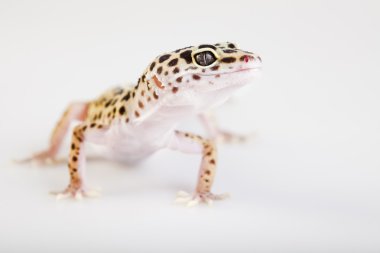 küçük gecko sürüngen kertenkele