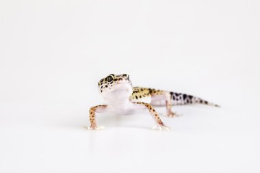 küçük gecko sürüngen kertenkele