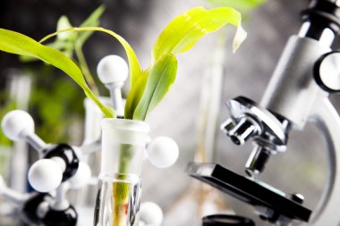 Close-up of plants in test tubes laboratory