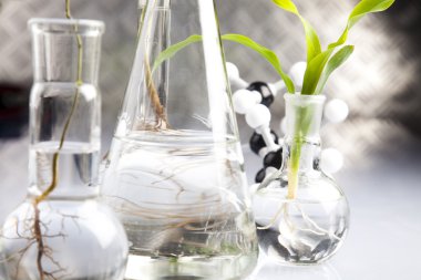 Laboratory glassware containing plants in laboratory clipart