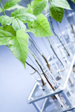 bir laboratuvar test tüpleri büyüyen bitki