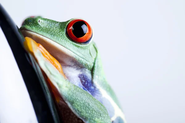 stock image Black Rocket and green frog